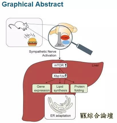 别怪嘴!一看到食物,大脑、肝脏就会做出“进食准备”| Cell新发现-3.jpg